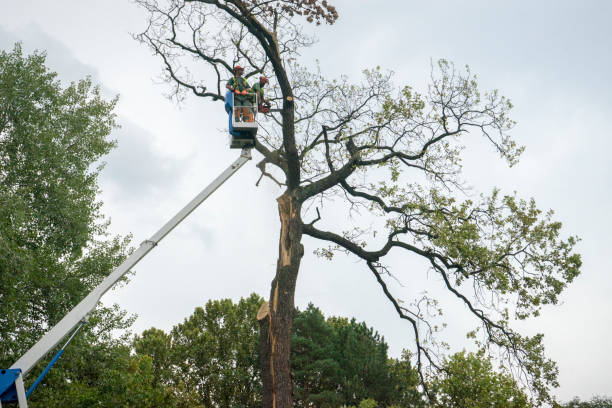 How Our Tree Care Process Works  in  Andrews, IN